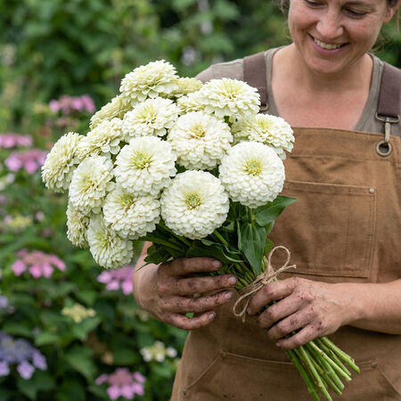 Polar Bear, Zinnia Seed - Packet image number null
